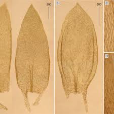 Attēlu rezultāti vaicājumam “Plagiothecium laetum”