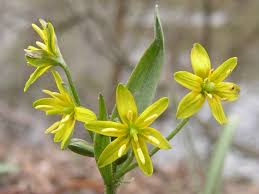 Attēlu rezultāti vaicājumam “Gagea lutea”