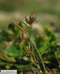 Attēlu rezultāti vaicājumam “Juncus bulbosus flower”