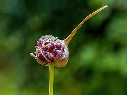 Attēlu rezultāti vaicājumam “Dactylorhiza russowii bud”