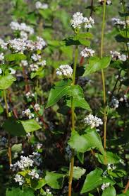 Attēlu rezultāti vaicājumam “Fagopyrum esculentum leaf”
