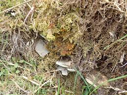 Attēlu rezultāti vaicājumam “Ptilidium pulcherrimum sporophyte”