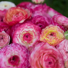 Attēlu rezultāti vaicājumam “Ranunculus elatior flower”