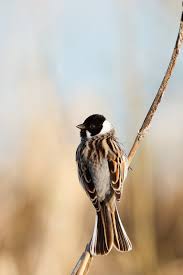 Attēlu rezultāti vaicājumam “Emberiza schoeniclus male”