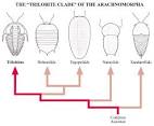 Trilobite Classification Chart