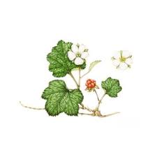 Attēlu rezultāti vaicājumam “Rubus chamaemorus”