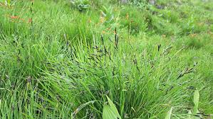 Attēlu rezultāti vaicājumam “Carex nigra”