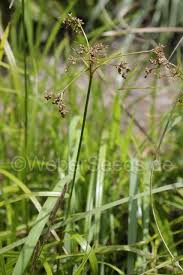 Attēlu rezultāti vaicājumam “Scirpus sylvaticus”