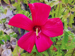 Image result for Abelmoschus moschatus