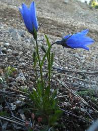 Image result for Campanula moesiaca