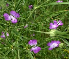 Image result for Kornrade