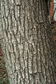 Attēlu rezultāti vaicājumam “Catalpa”