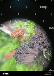 Attēlu rezultāti vaicājumam “Stemonitis splendens spores”