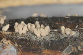 Attēlu rezultāti vaicājumam “Arcyria cinerea spores”