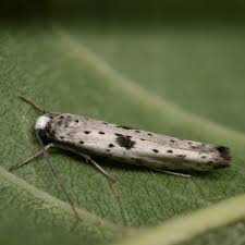 Attēlu rezultāti vaicājumam “Yponomeuta plumbella”