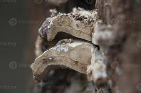 Attēlu rezultāti vaicājumam “Bjerkandera fumosa”