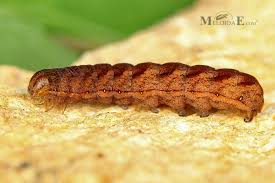 Attēlu rezultāti vaicājumam “Lacanobia contigua”