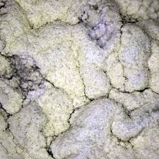 Attēlu rezultāti vaicājumam “Pertusaria flavida”