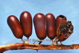 Attēlu rezultāti vaicājumam “Leocarpus fragilis young”