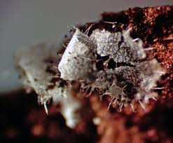 Attēlu rezultāti vaicājumam “Badhamiopsis scripta spores”