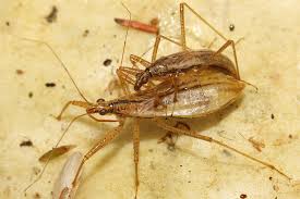 Attēlu rezultāti vaicājumam “Nabis limbatus”