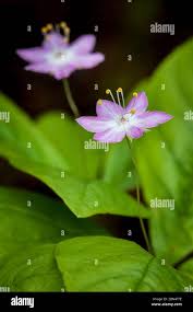 Attēlu rezultāti vaicājumam “Trientalis europaea leaf”