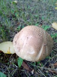 Attēlu rezultāti vaicājumam “Leccinum scabrum”