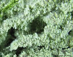 Attēlu rezultāti vaicājumam “Lepraria”