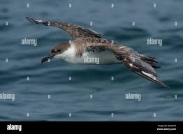 Image result for Puffinus gravis