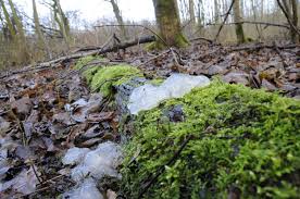 Attēlu rezultāti vaicājumam “Exidia thuretiana”