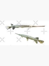 Image result for Lepisosteus osseus