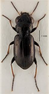 Attēlu rezultāti vaicājumam “Notiophilus palustris”