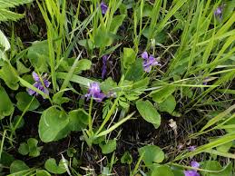 Attēlu rezultāti vaicājumam “Viola uliginosa”