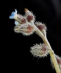 Attēlu rezultāti vaicājumam “Myosotis ramosissima flower”