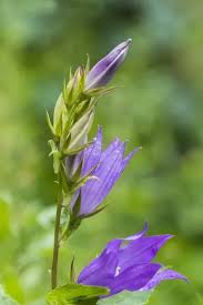 Attēlu rezultāti vaicājumam “Campanula latifolia flower”