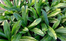 Image result for Koriander