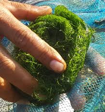 Attēlu rezultāti vaicājumam “Lycogala asperum macro”