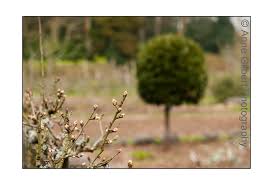 Attēlu rezultāti vaicājumam “Pyrus communis bud”