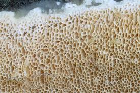 Attēlu rezultāti vaicājumam “Ceriporiopsis resinascens”