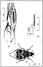 Attēlu rezultāti vaicājumam “Trichius fasciatus”