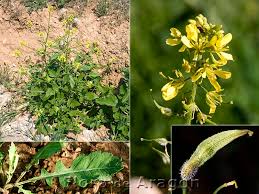 Attēlu rezultāti vaicājumam “Sinapis alba leaf”