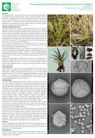 Attēlu rezultāti vaicājumam “Isoetaceae”