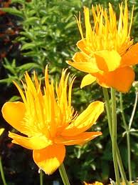 Image result for Trollblume