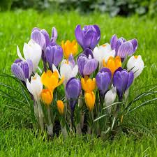 Attēlu rezultāti vaicājumam “Crocus”