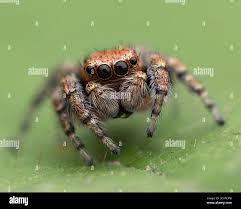 Attēlu rezultāti vaicājumam “Evarcha falcata male”