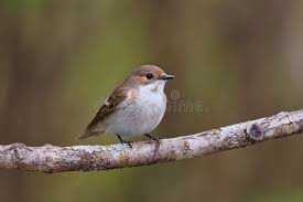 Attēlu rezultāti vaicājumam “Ficedula hypoleuca female”
