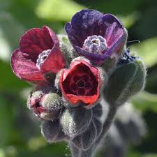 Attēlu rezultāti vaicājumam “Cynoglossum officinale flower”