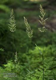 Attēlu rezultāti vaicājumam “Calamagrostis arundinacea leaf”