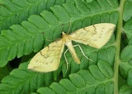 Attēlu rezultāti vaicājumam “Eulithis pyraliata”