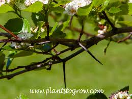 Attēlu rezultāti vaicājumam “Crataegus persimilis fruit”